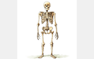 UN HOWELL SQUELETTIQUE