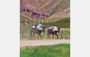 SIX MULES TANNÉES
